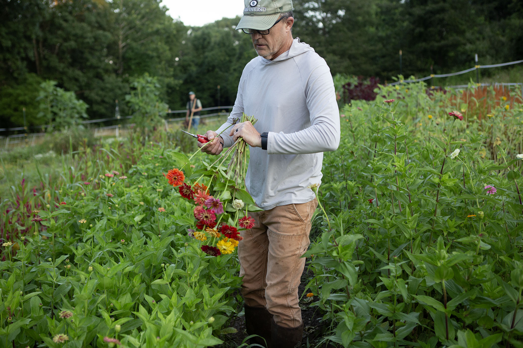 Harvesting flowers in the field