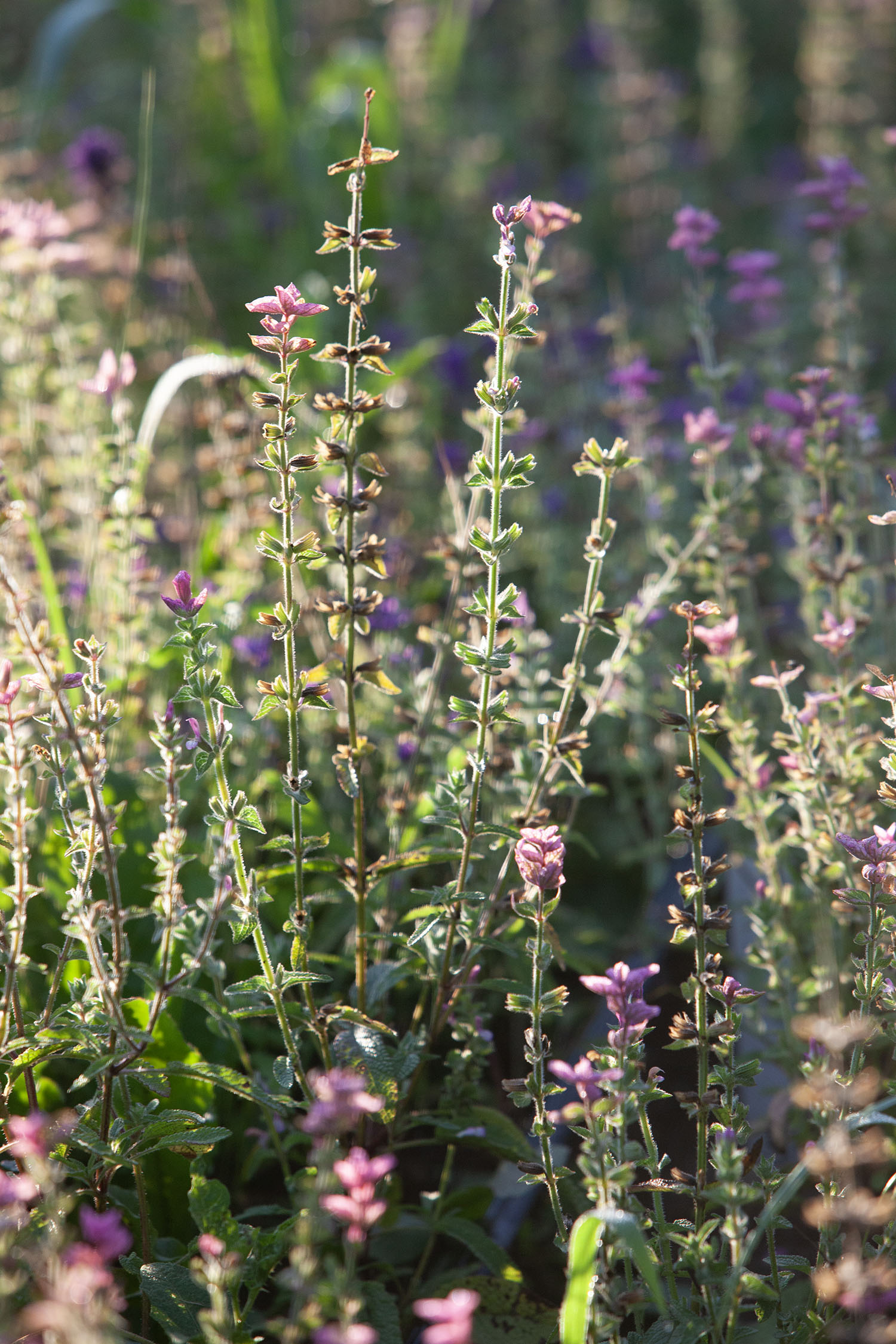 Gathering flowers from the July harvest