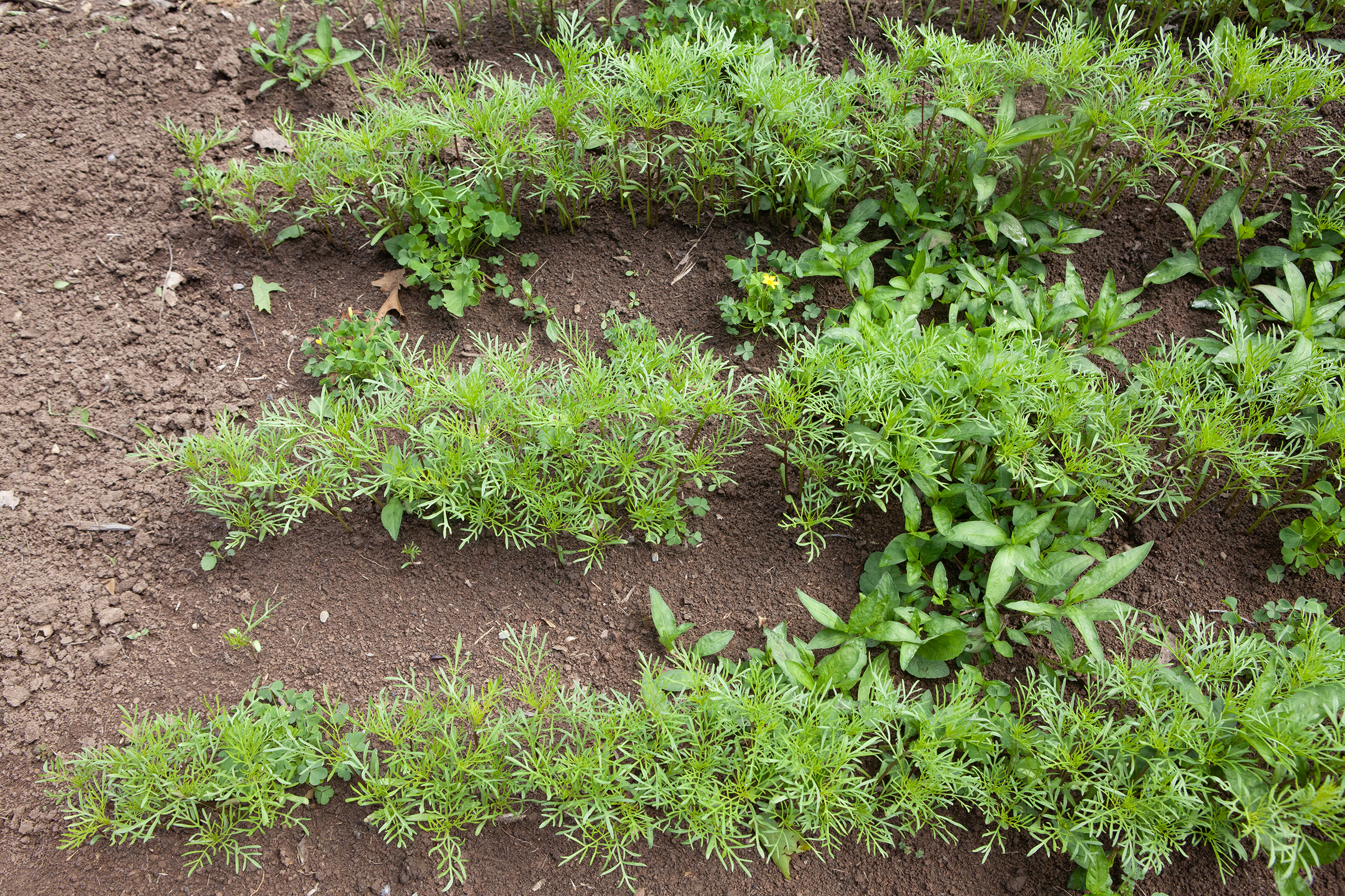 Close-up of plants growing in May